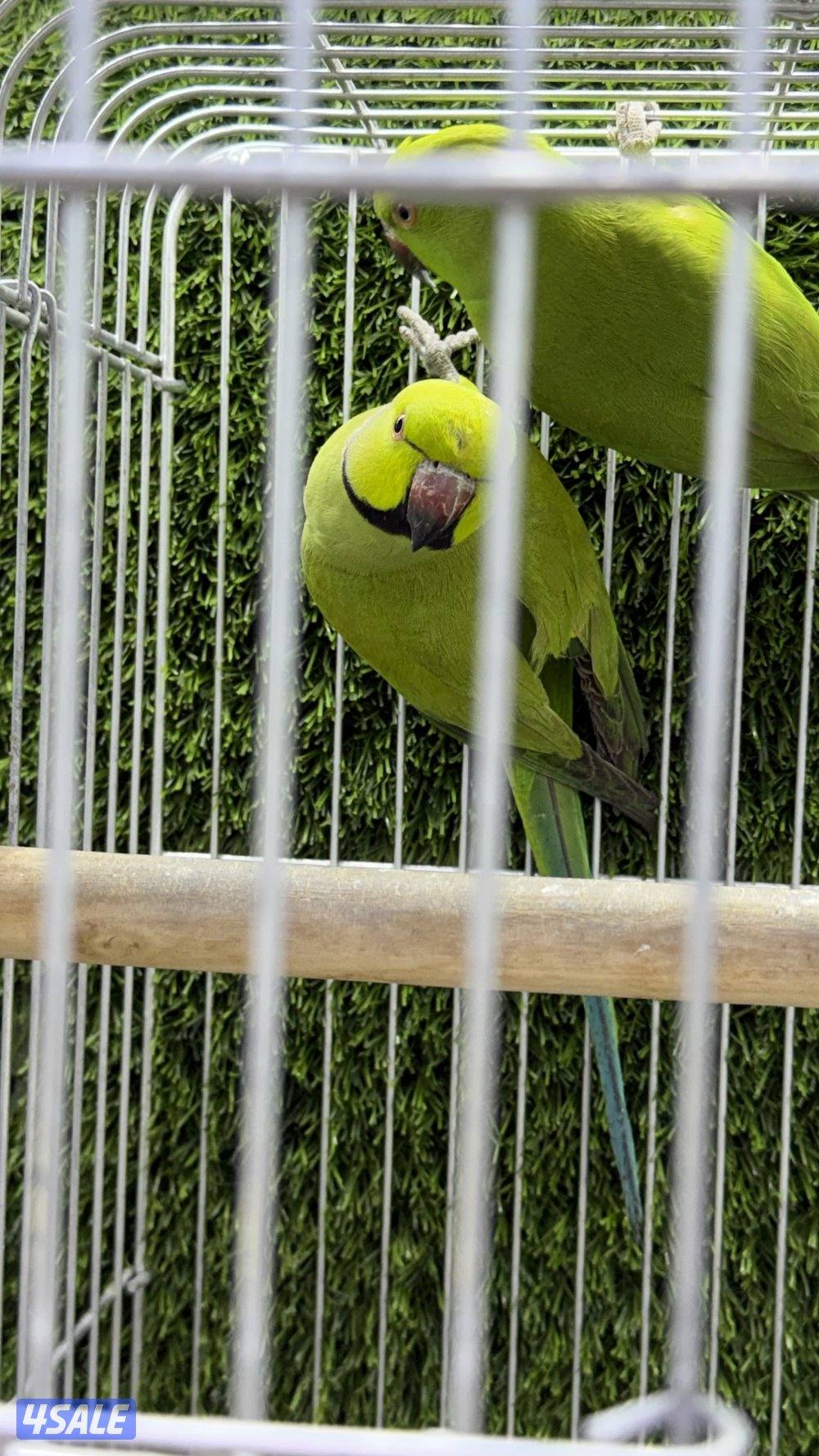 بيبي متو للانتاج0