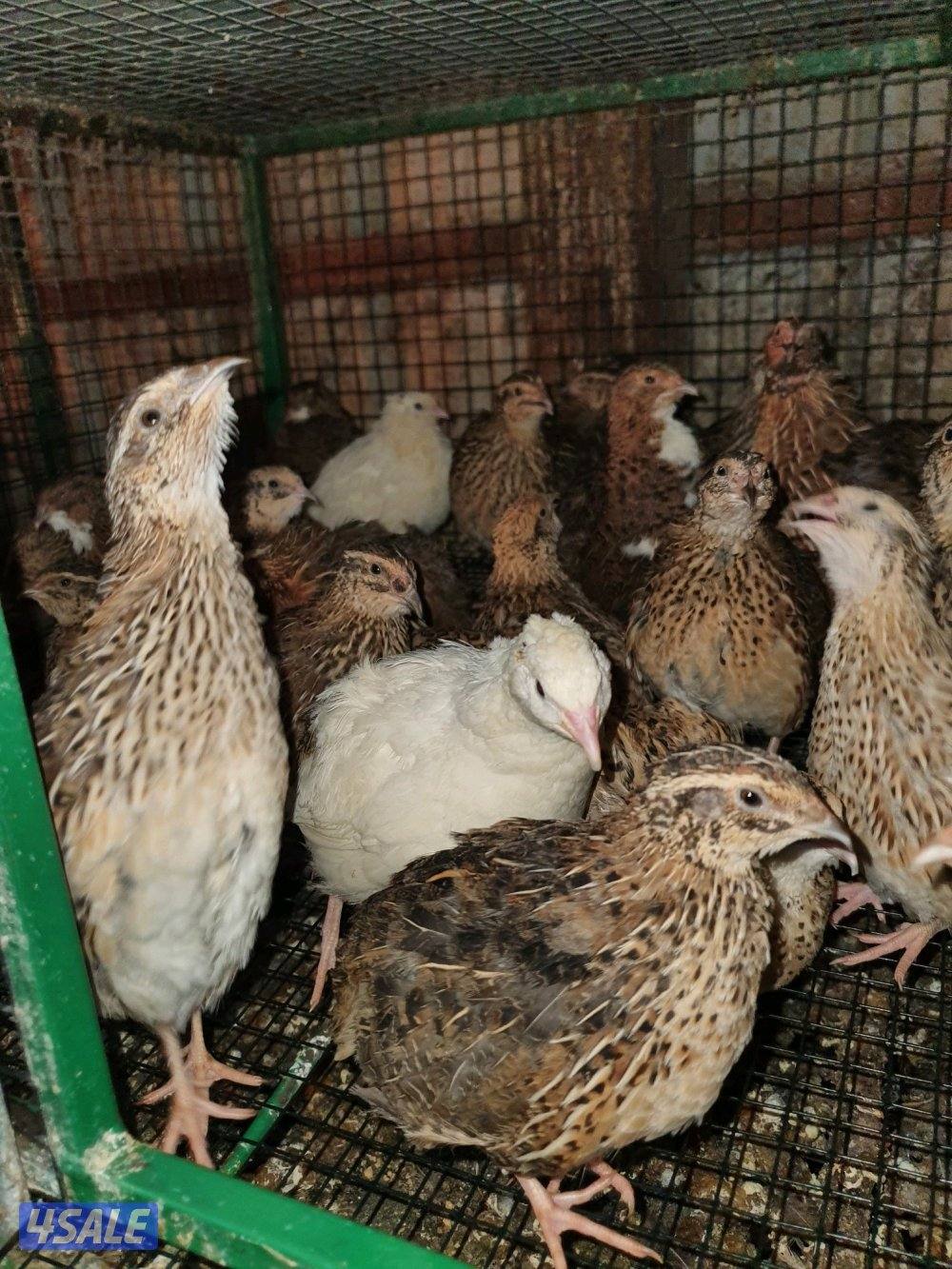 للبيع فري عادى ودياكه0