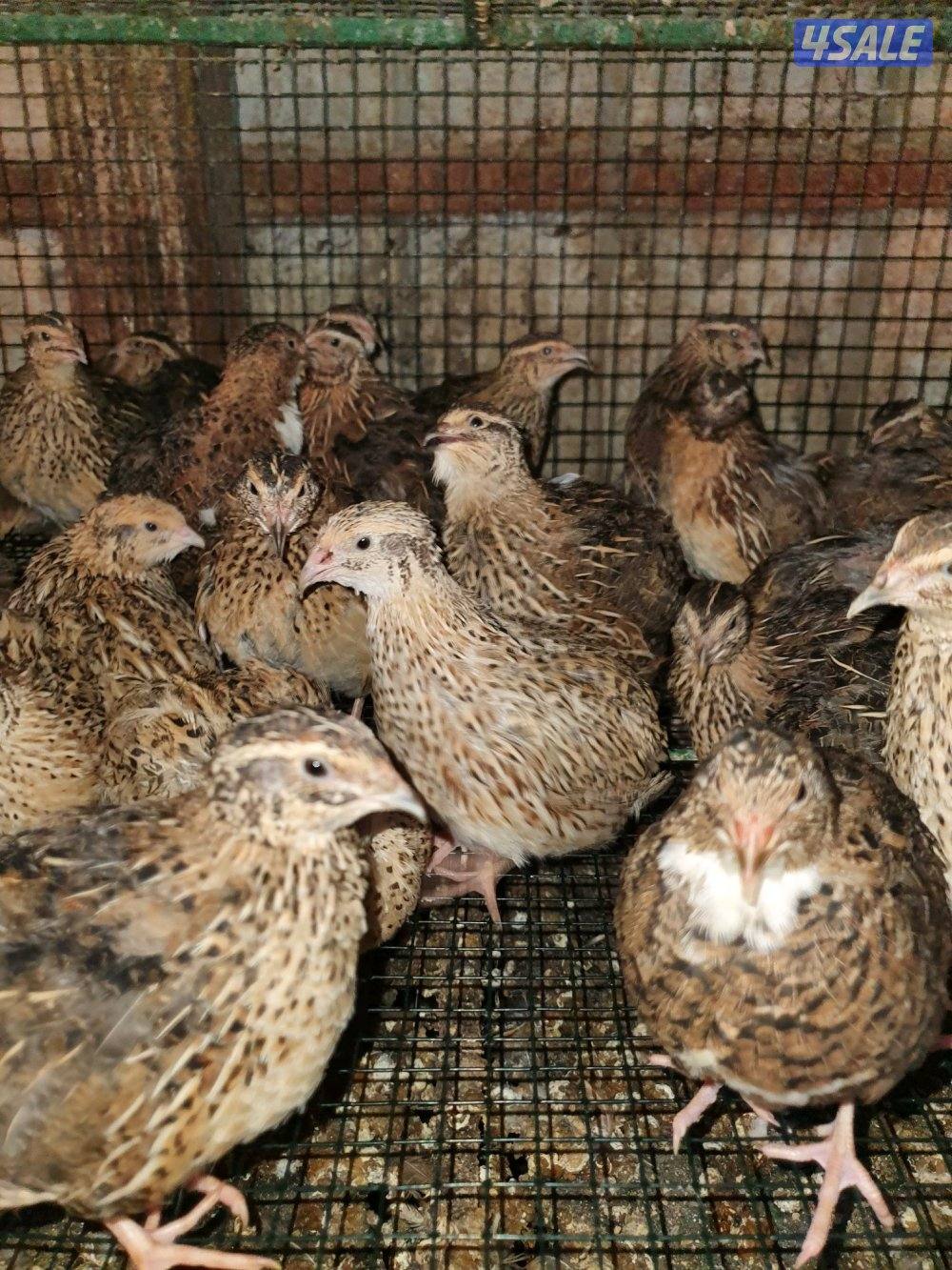 للبيع فري عادى ودياكه1