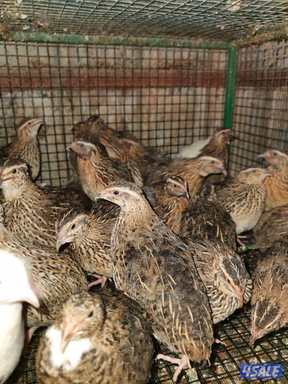 للبيع فري عادى ودياكه2