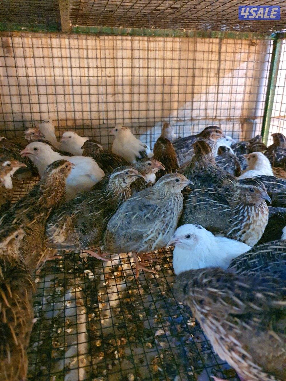 للبيع فري عادى ودياكه3