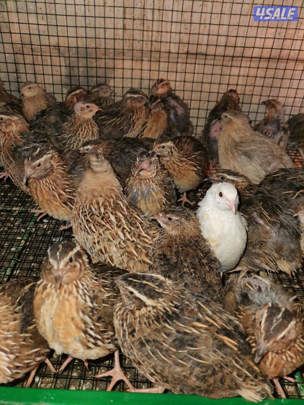 للبيع فري عادى ودياكه5