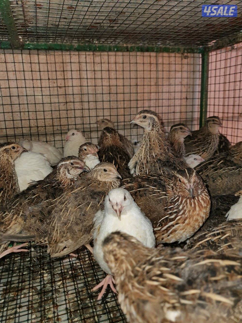 للبيع فري عادى ودياكه6