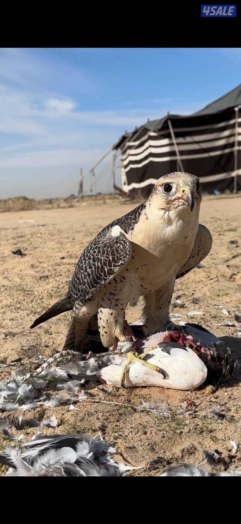 سليم وماعندي خلفيه في الطيور جير0