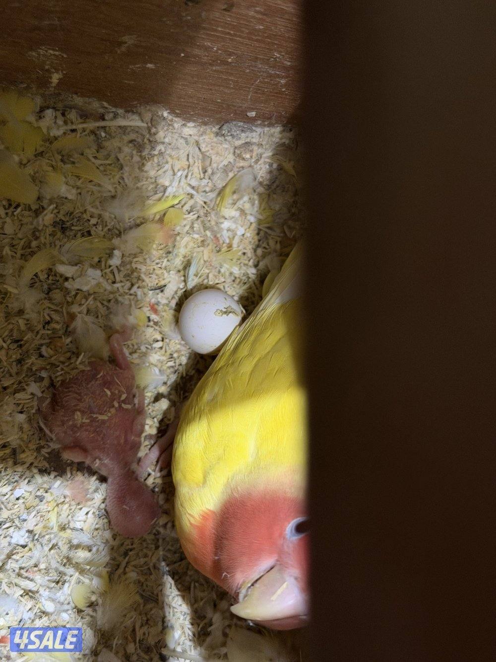 للبيع زوج لوف بيرد شرط منتج شرط زوج + للبيع قفص طيور + للبيع حوض سمج0