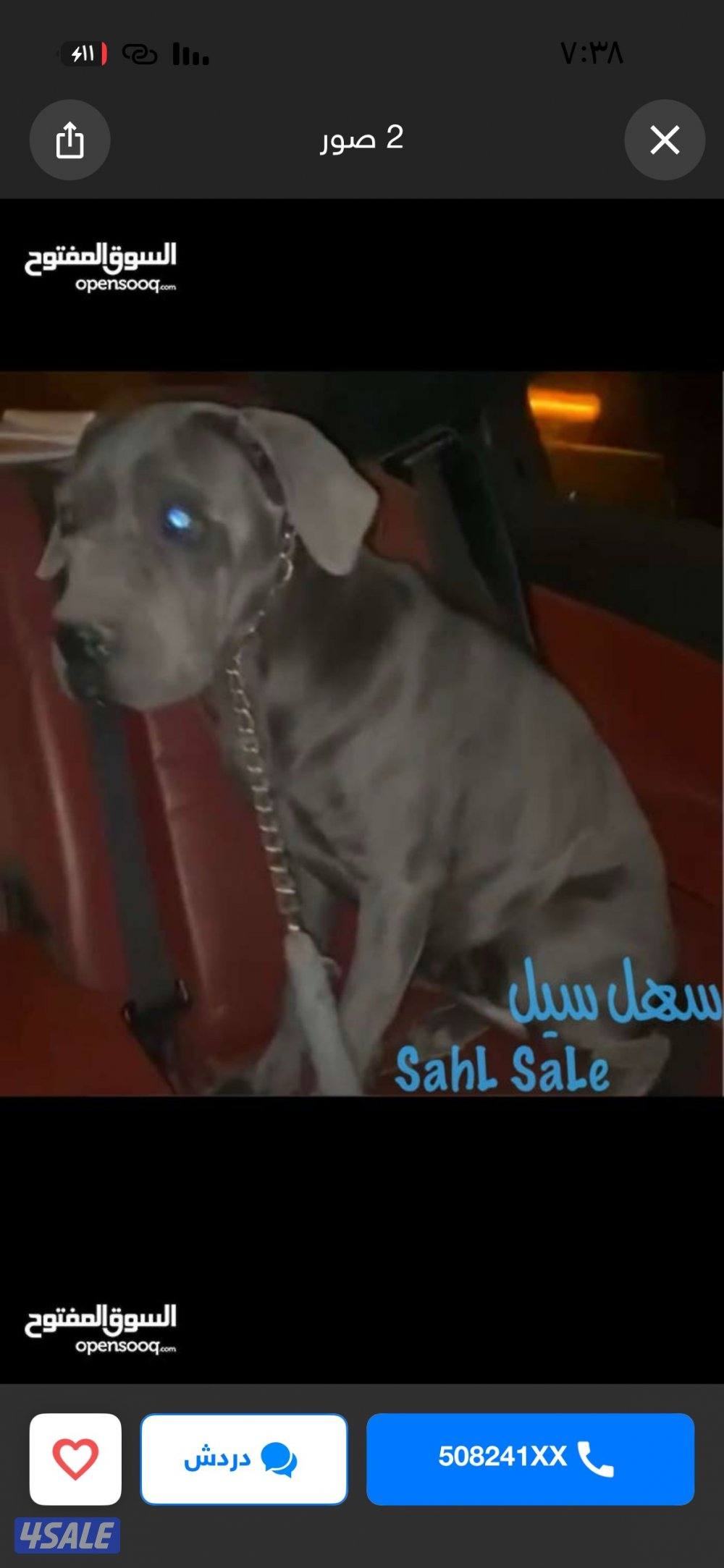 مفقود كلب كين كورسو نثيه0