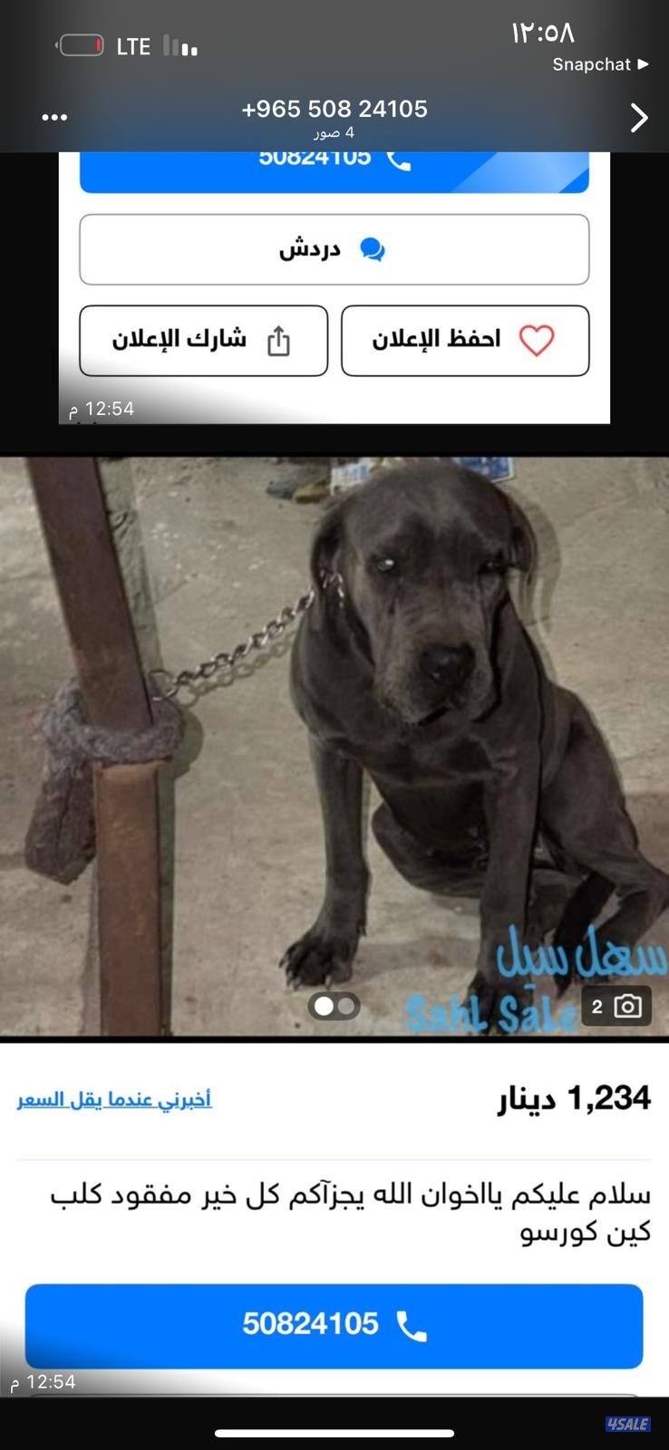 مفقود كلب كين كورسو نثيه1