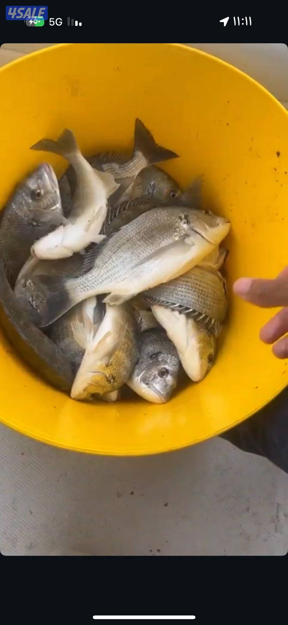 رحلات جسر جابر4