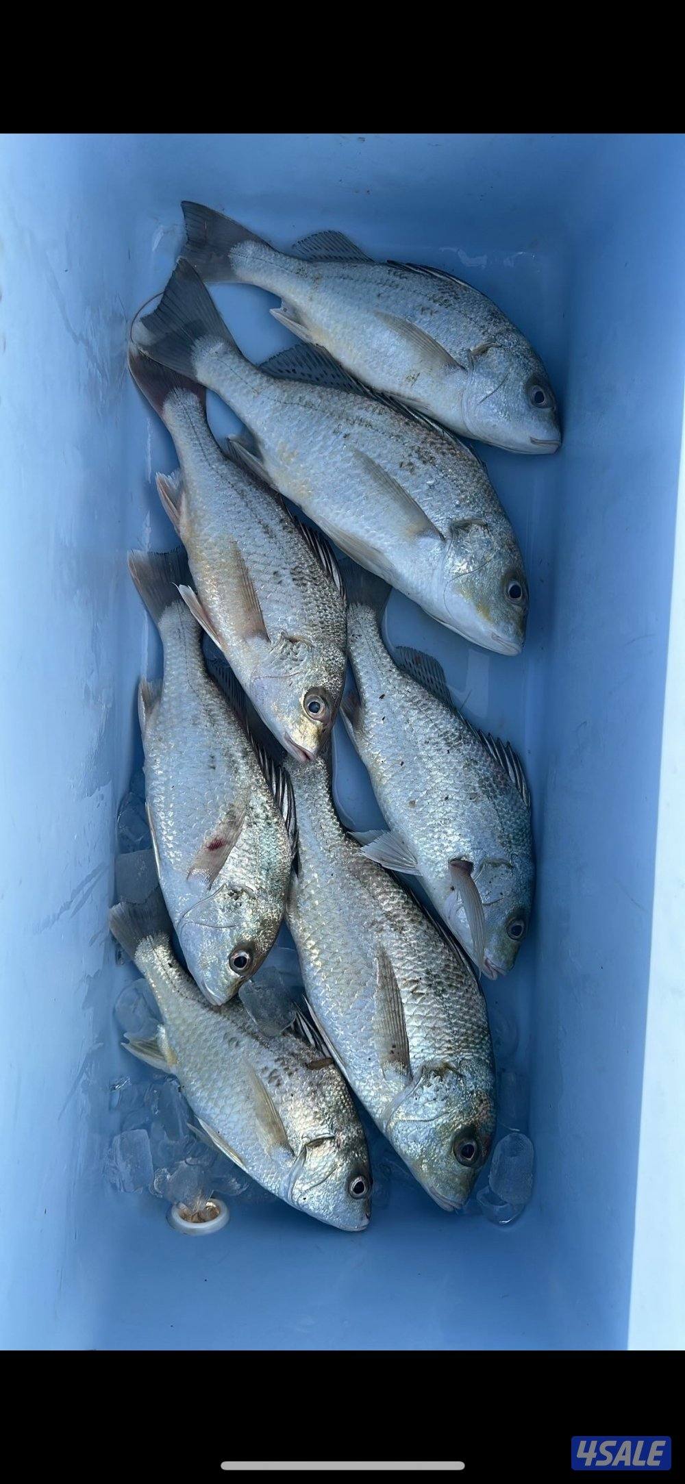 رحلات جسر جابر5