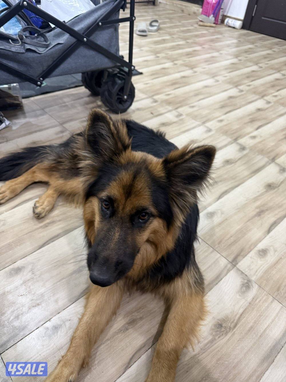 جيرمن شيبرد لونق هير نثيه  العمر  سنه0