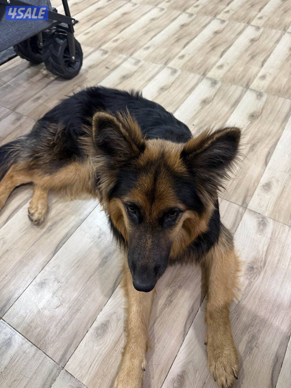 جيرمن شيبرد لونق هير نثيه  العمر  سنه1