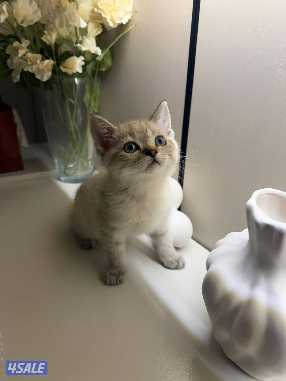 سكوتش فولد مطعمين0