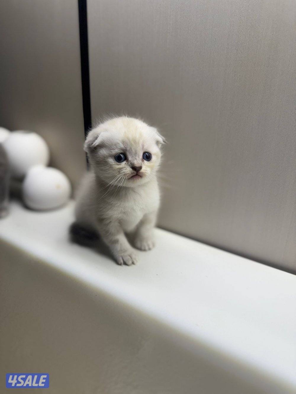 سكوتش فولد مطعمين1