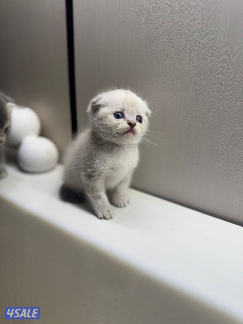 سكوتش فولد مطعمين2