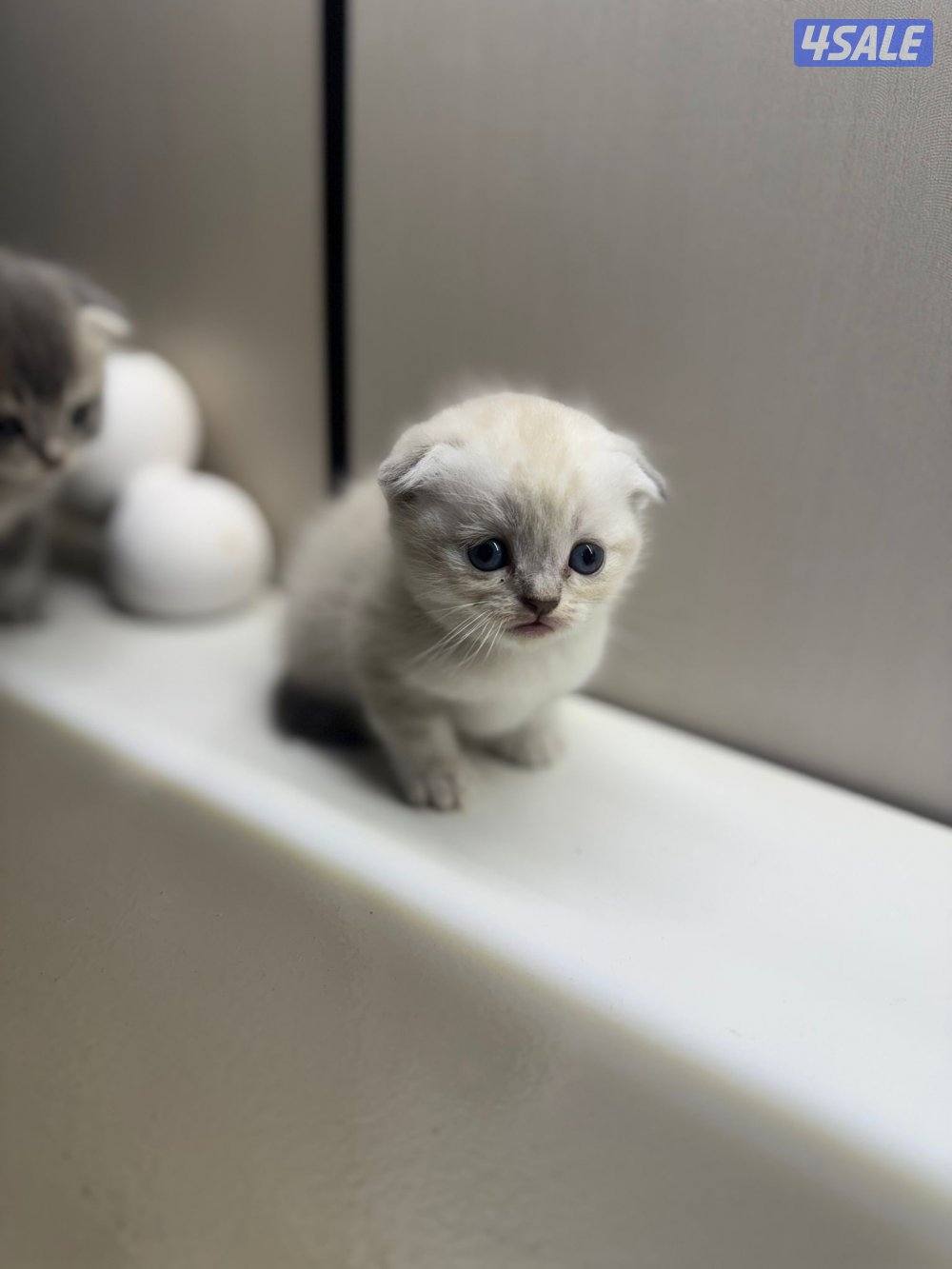 سكوتش فولد مطعمين3