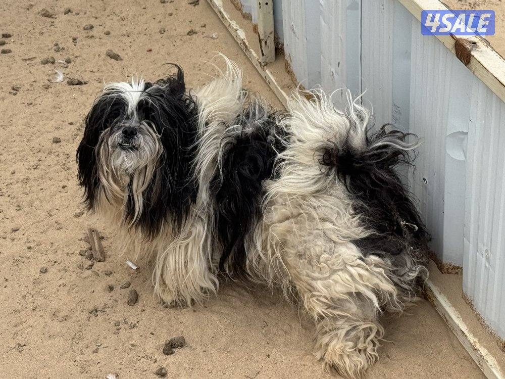 خلف شبك الاذاعه0