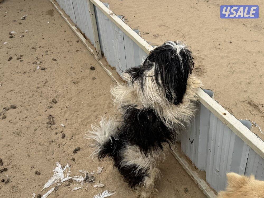 خلف شبك الاذاعه1