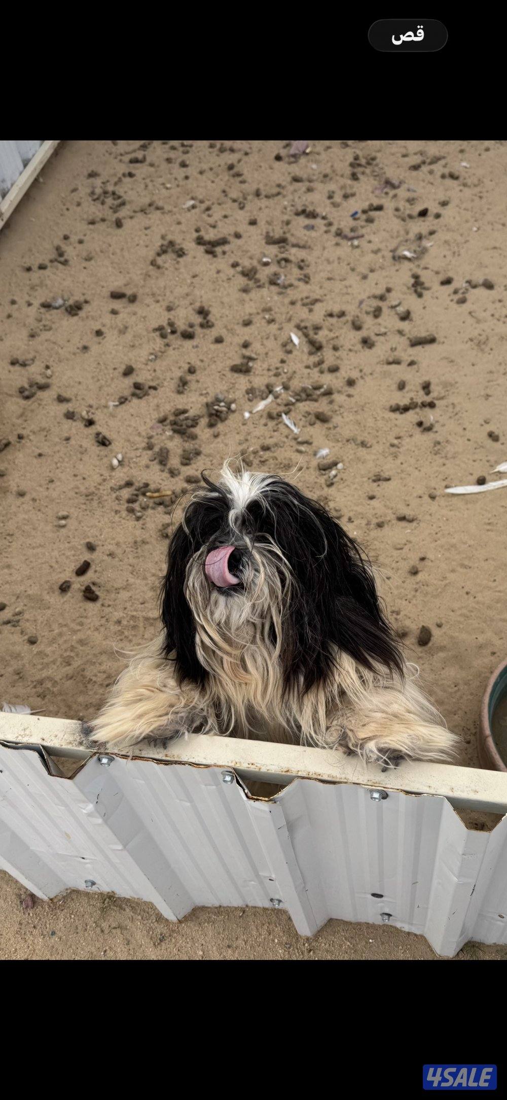 خلف شبك الاذاعه2