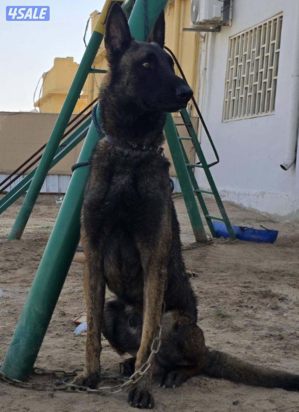 كلب مالينو حراره علي حيوانات وعلي الكور فقط وعلي الغريب بس بسرعه ياخذ1