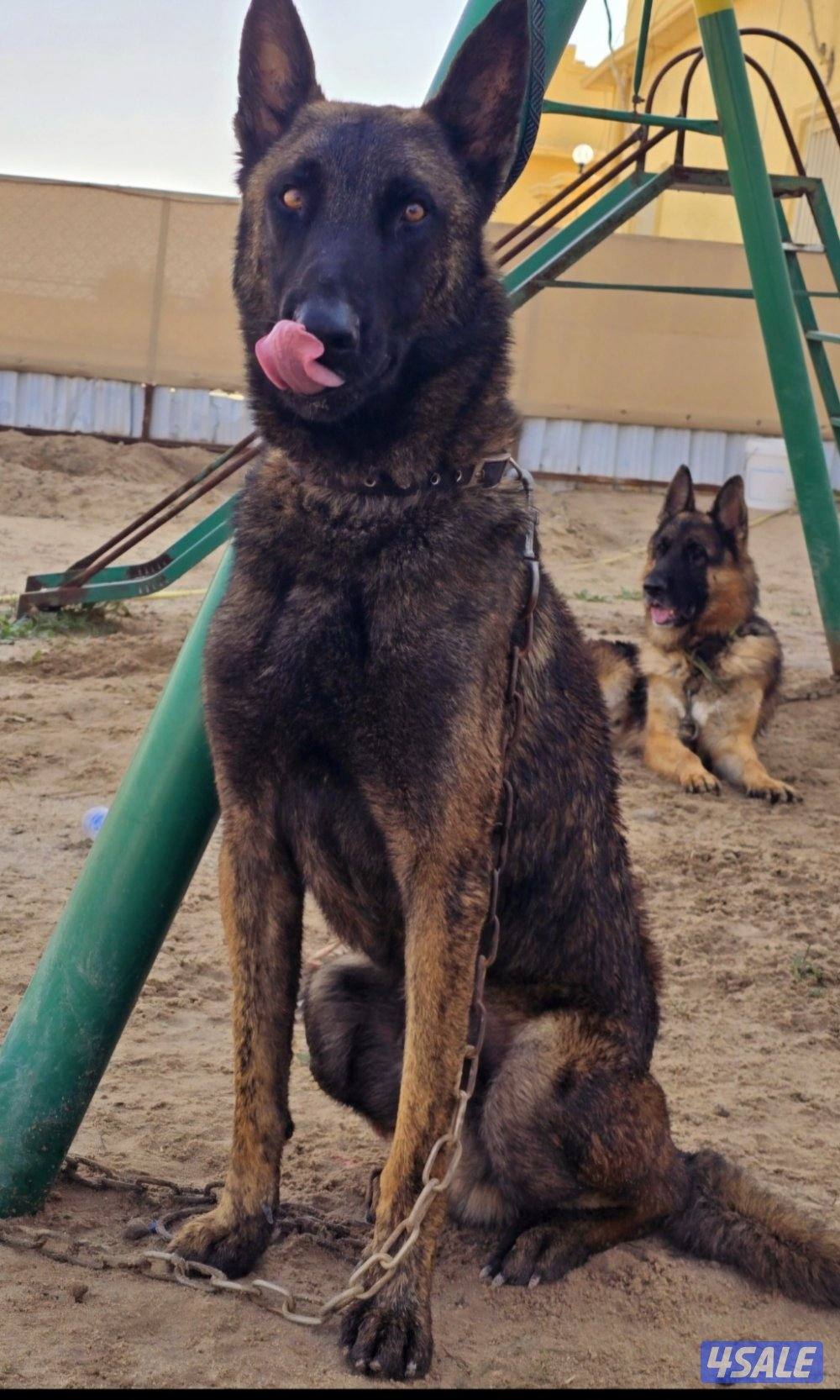 كلب مالينو حراره علي حيوانات وعلي الكور فقط وعلي الغريب بس بسرعه ياخذ2