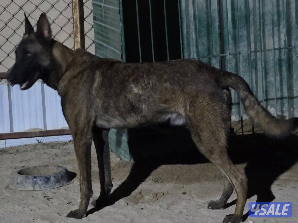 كلب مالينو حراره علي حيوانات وعلي الكور فقط وعلي الغريب بس بسرعه ياخذ3