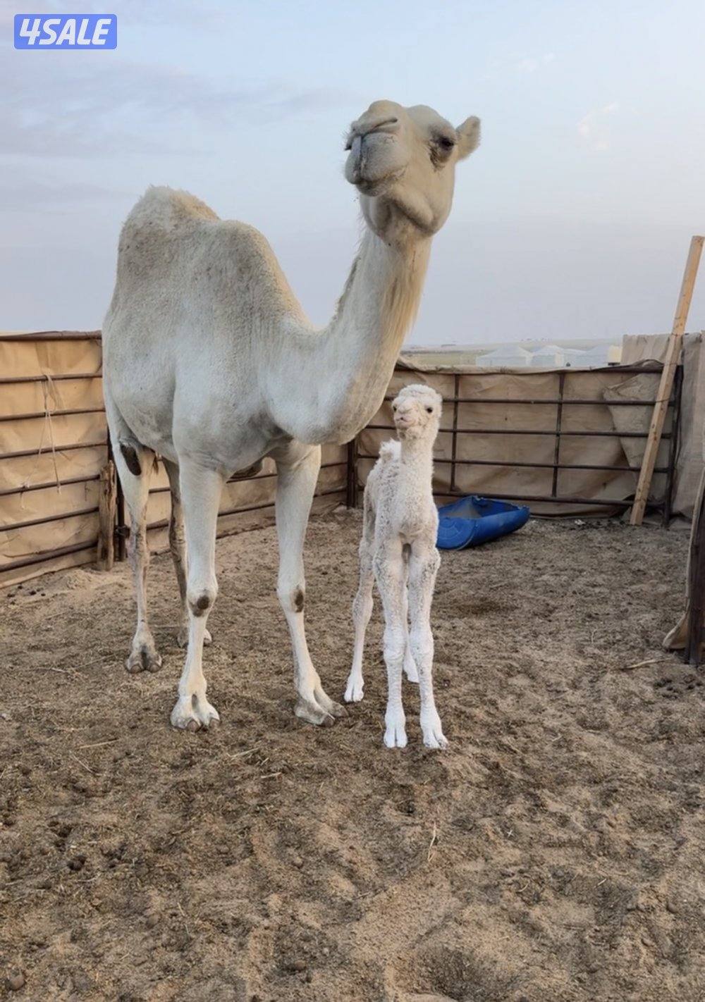 خلفه للبيع وضحه تحتها بكره0