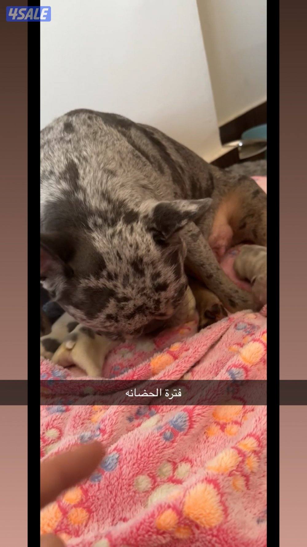 فرينش بولدوغ للحجز1