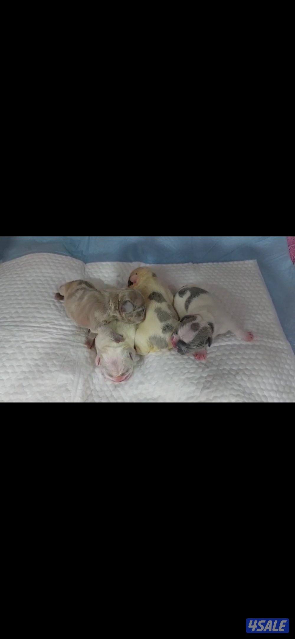 فرينش بولدوغ للحجز2