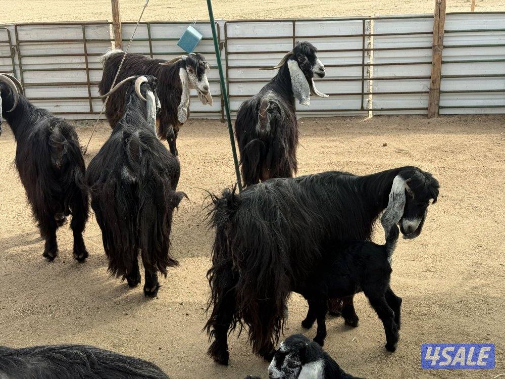 عوارض طيبه متاويم1