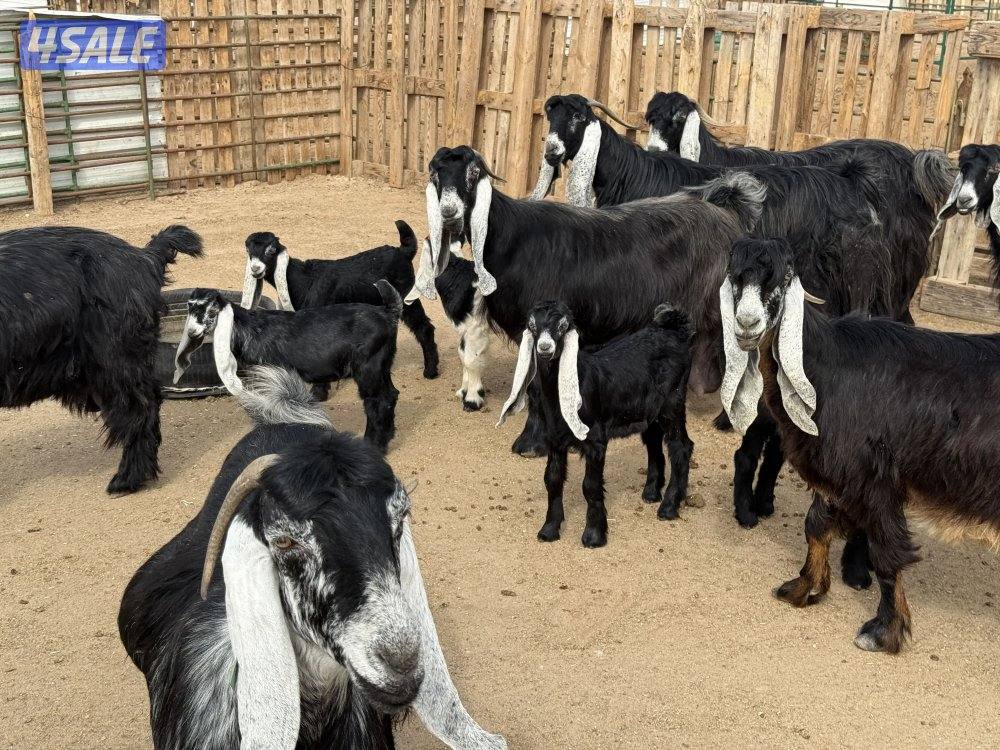 عوارض طيبه متاويم3