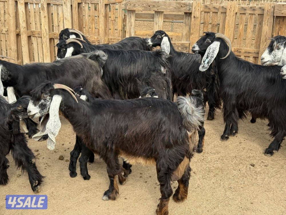 عوارض طيبه متاويم2