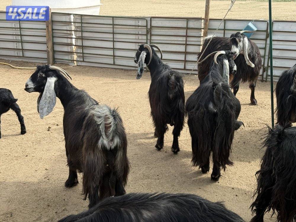 عوارض طيبه متاويم4