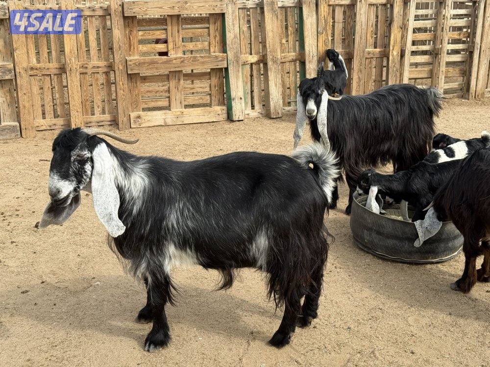 عوارض طيبه متاويم5