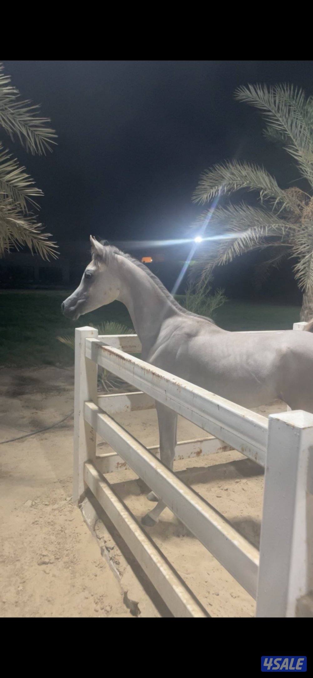 للبيع مهر مميز ولد بطل العالم سلطان العبيد0