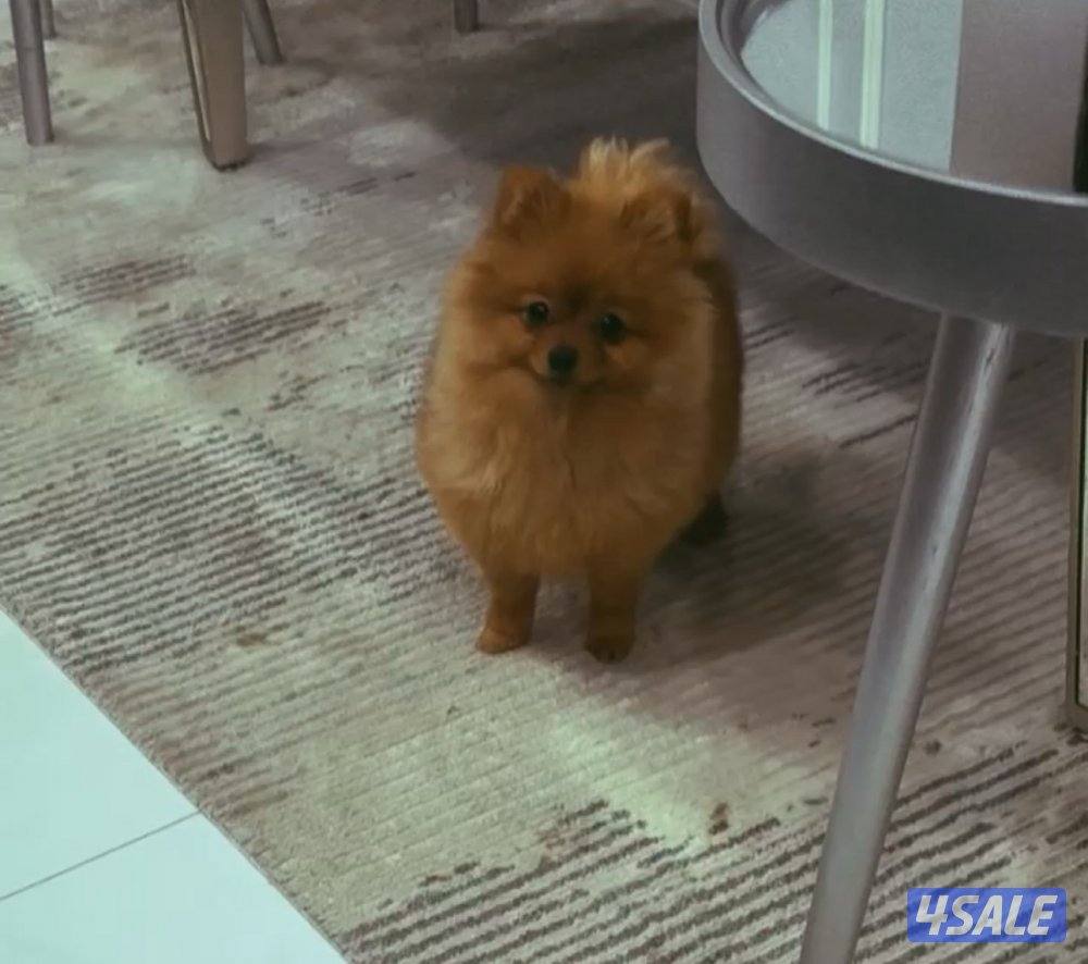 بومرينيان تي كي عمر ٨ شهور0