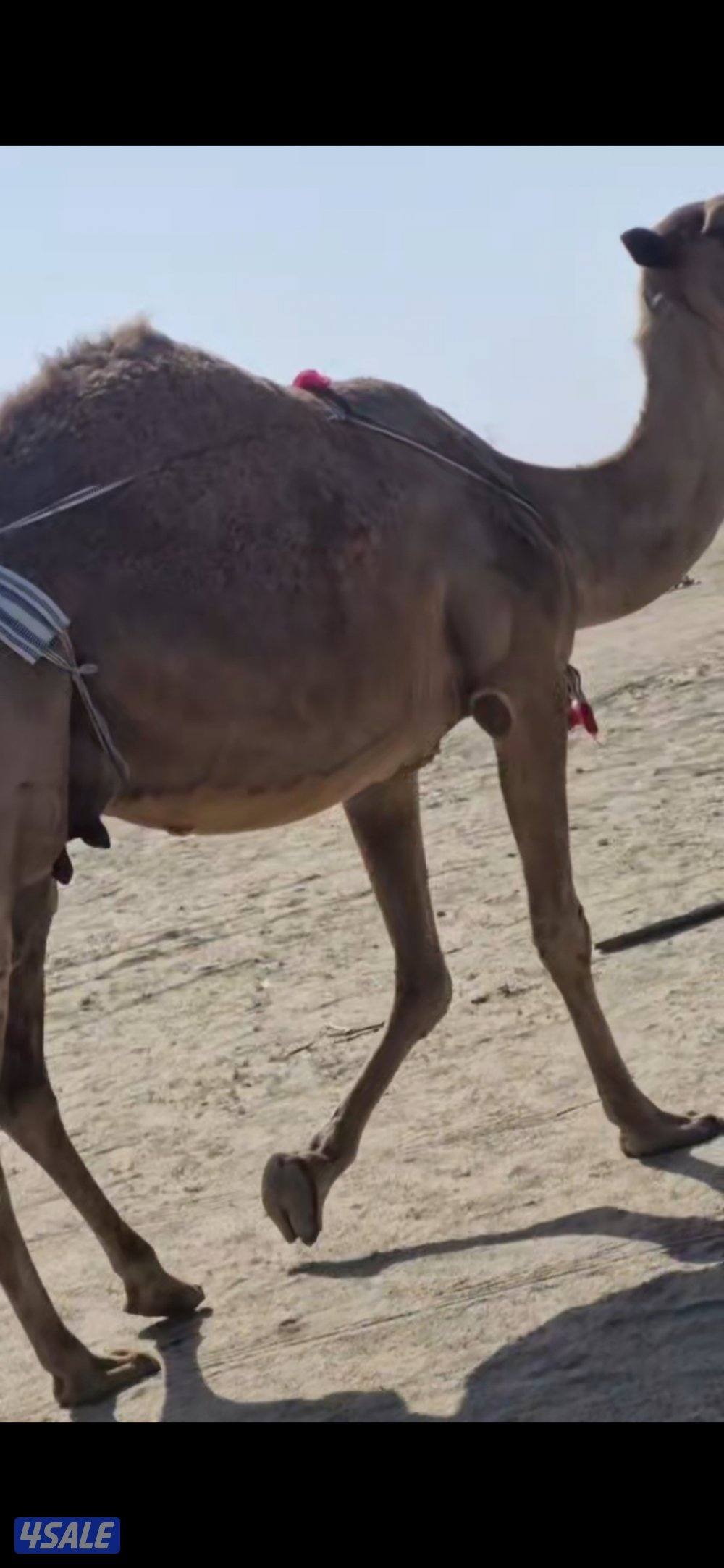 للبيع خلفه  شعلا. هديه0