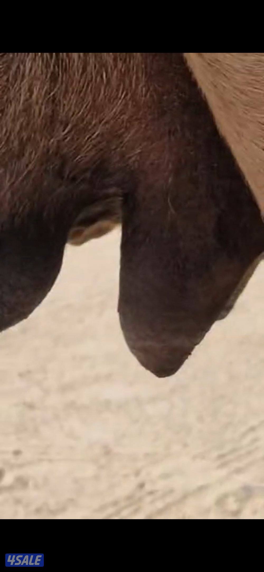 للبيع خلفه  شعلا. هديه2