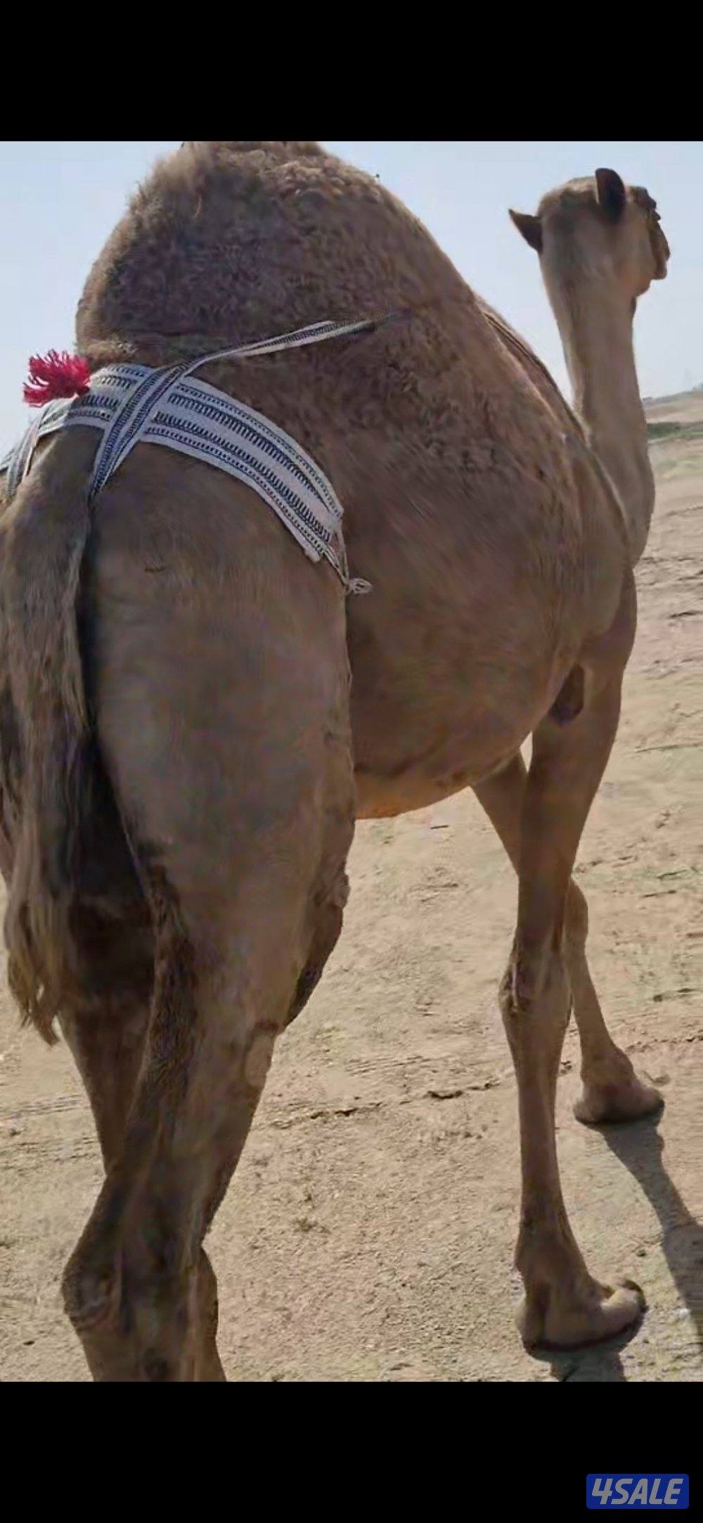 للبيع خلفه  شعلا. هديه3