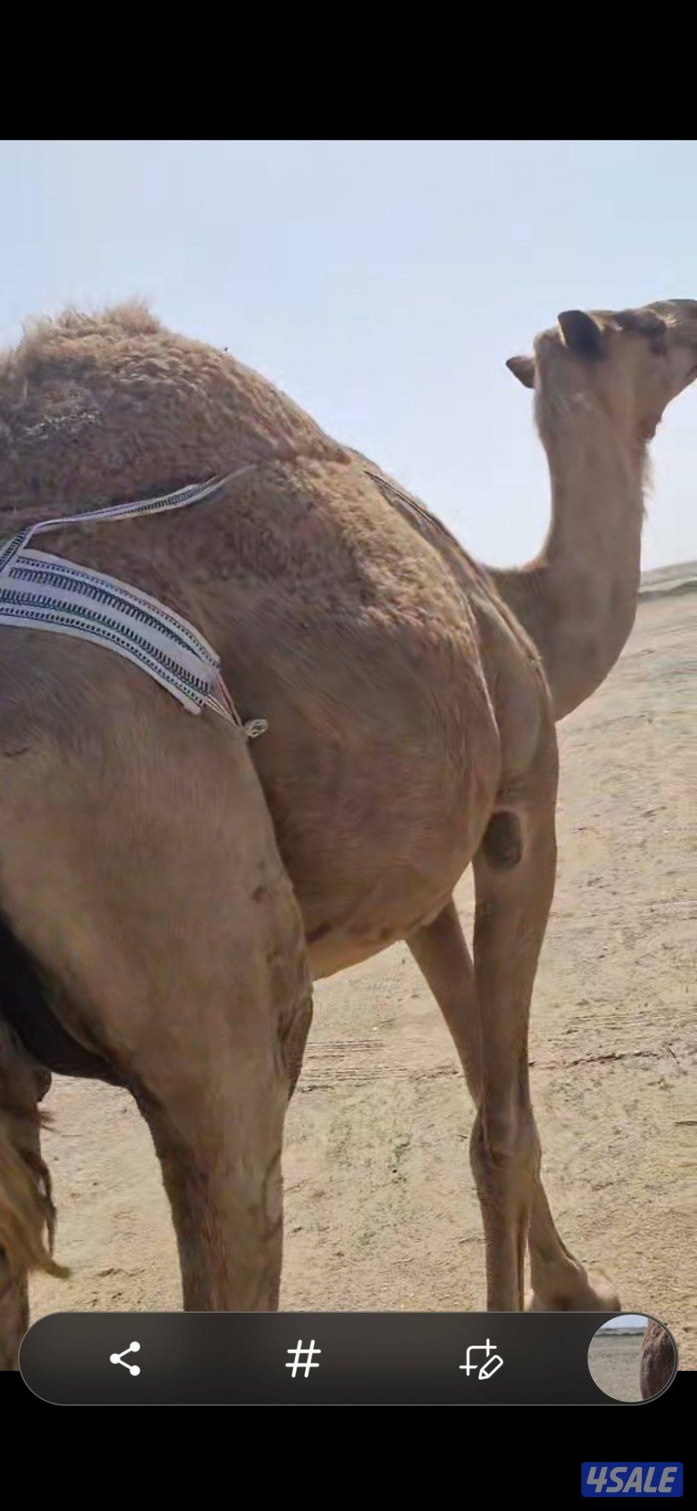 للبيع خلفه  شعلا. هديه4