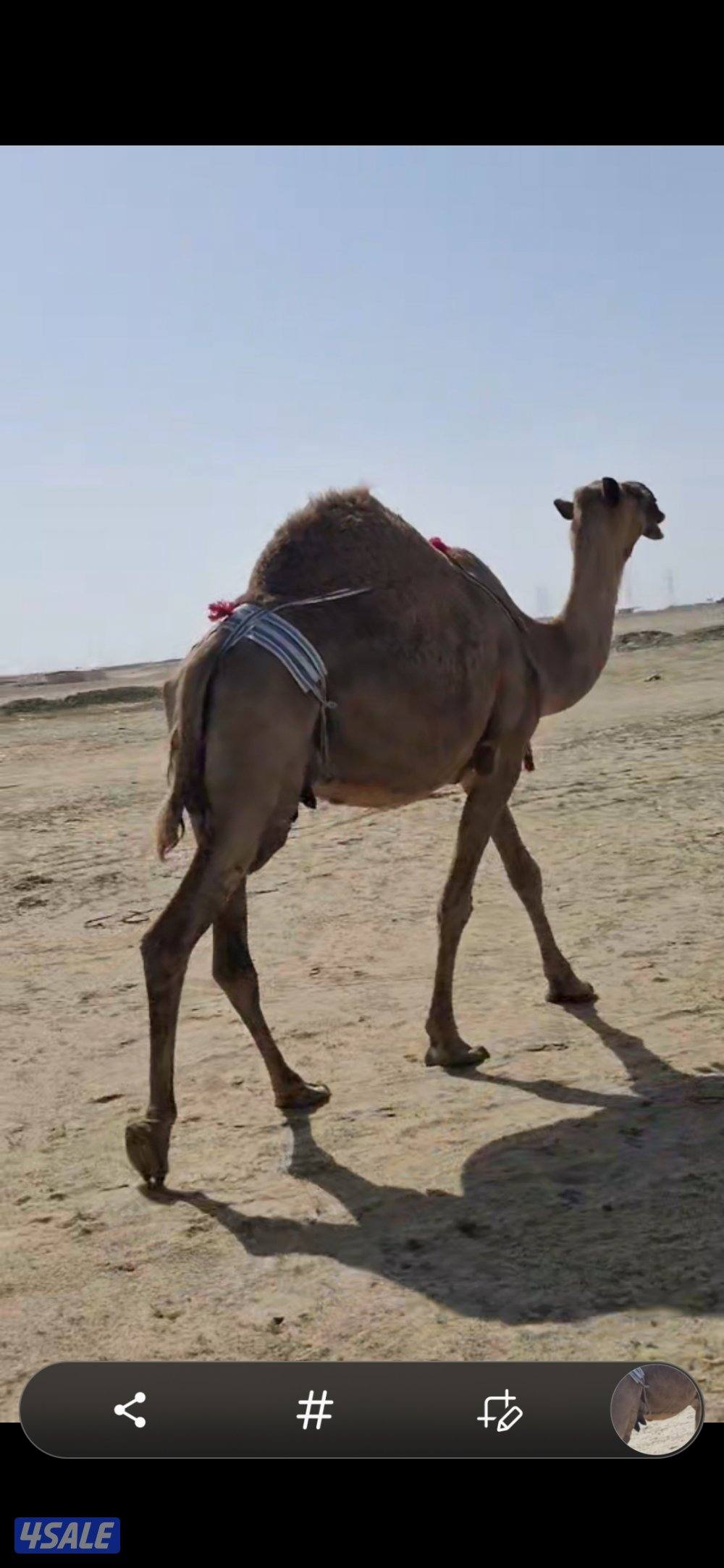 للبيع خلفه  شعلا. هديه5