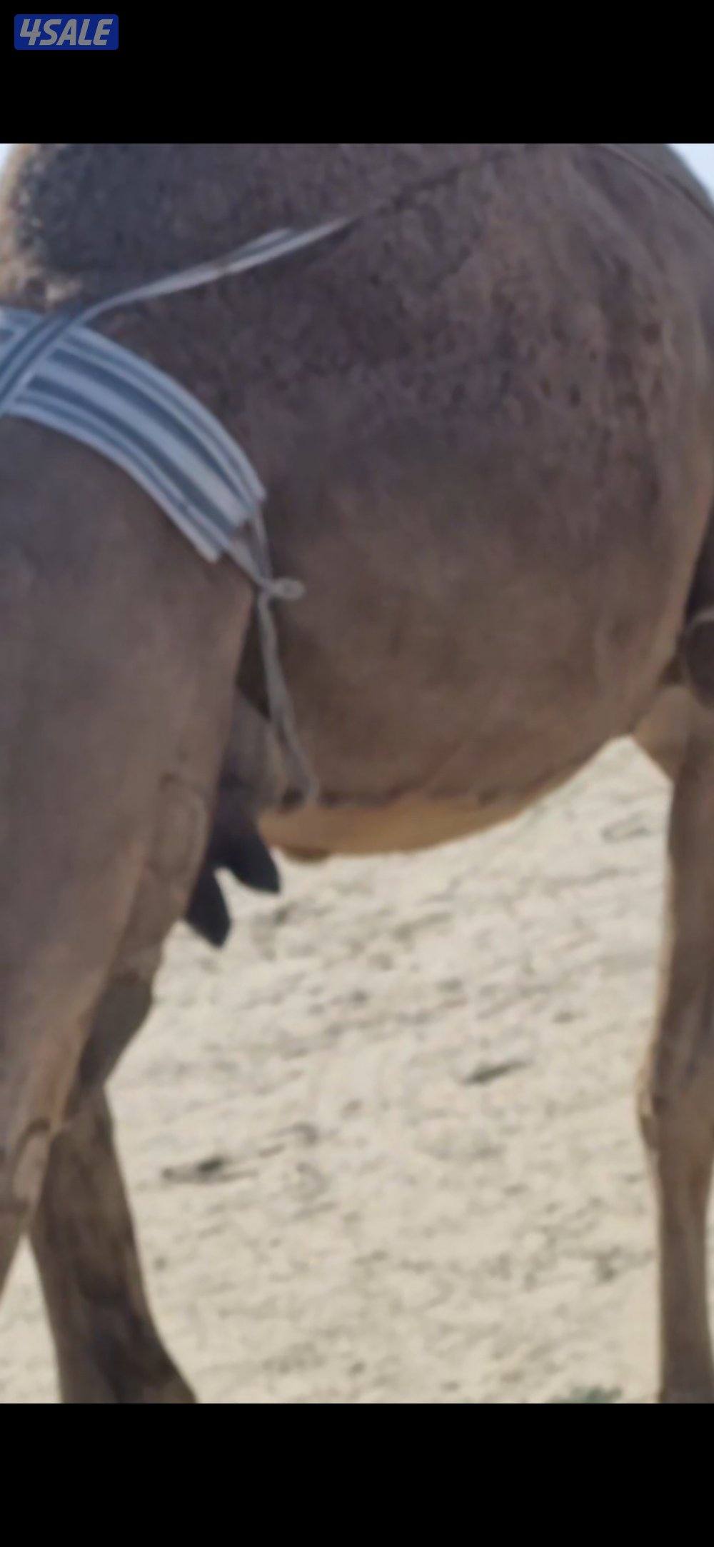 للبيع خلفه  شعلا. هديه6