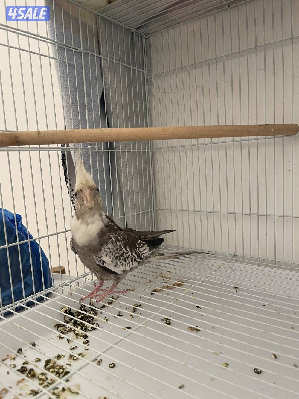 كروان اليف يطلع على الايد مافي عض0