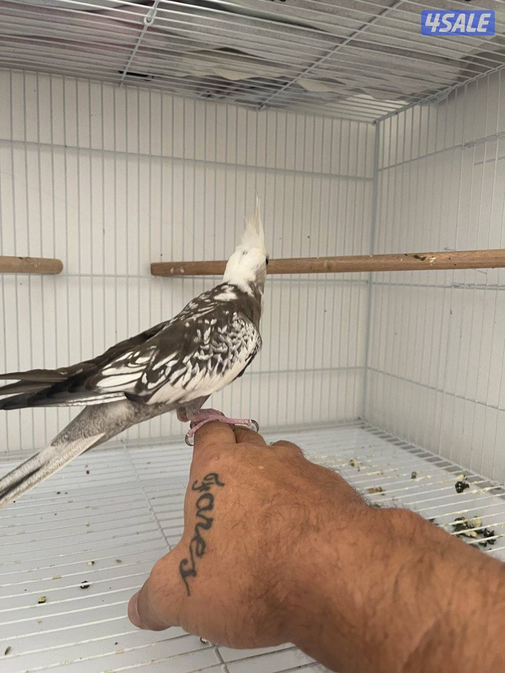 كروان اليف يطلع على الايد مافي عض1