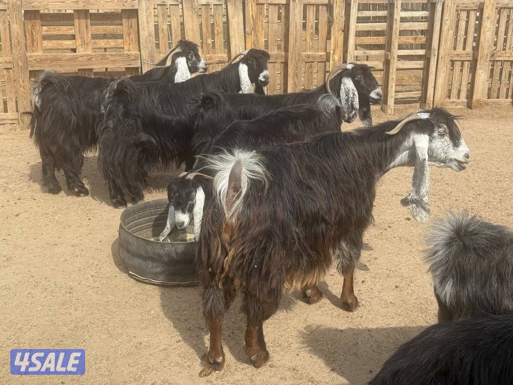 عوارض طيبه متاويم6