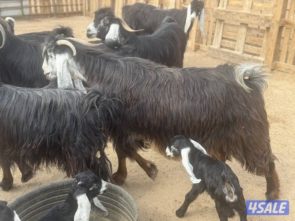 عوارض طيبه متاويم8