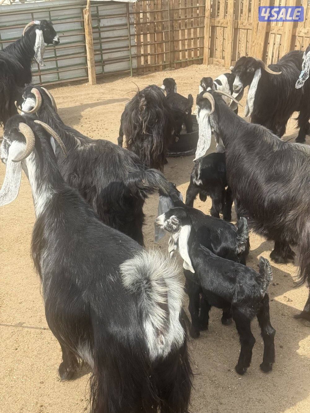 عوارض طيبه متاويم9