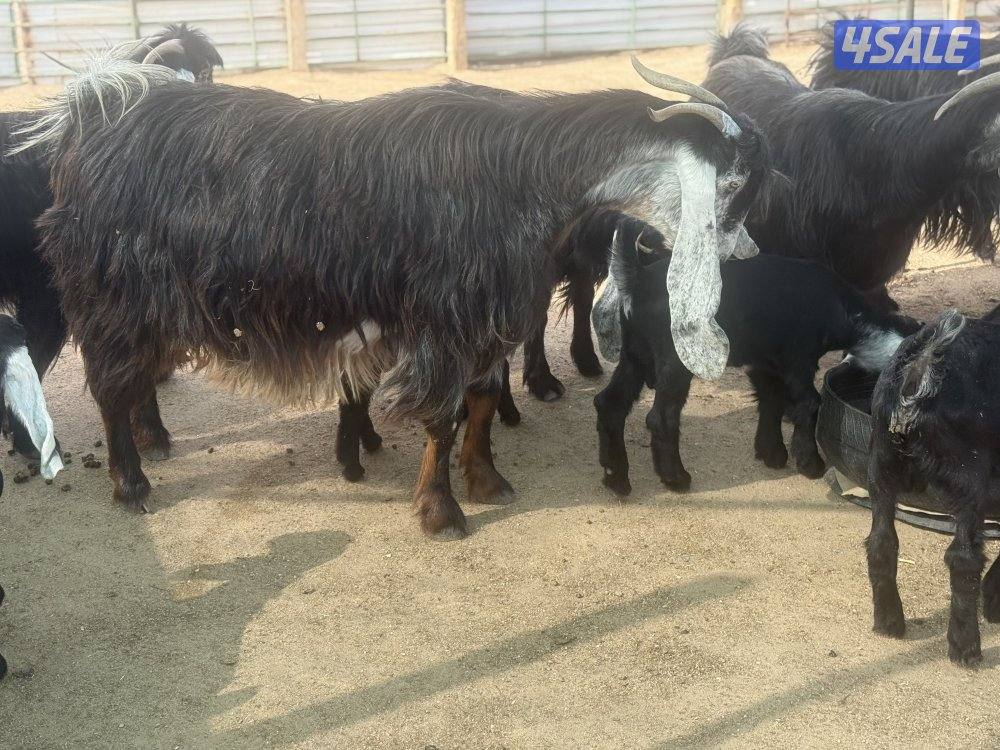 عوارض طيبه متاويم12