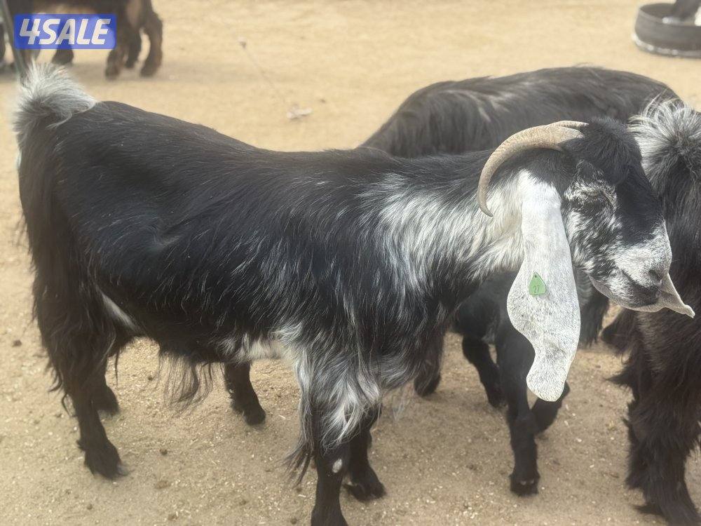 عوارض طيبه متاويم13