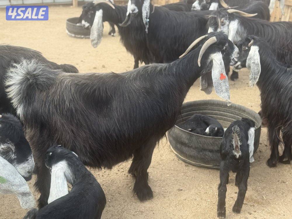 عوارض طيبه متاويم14