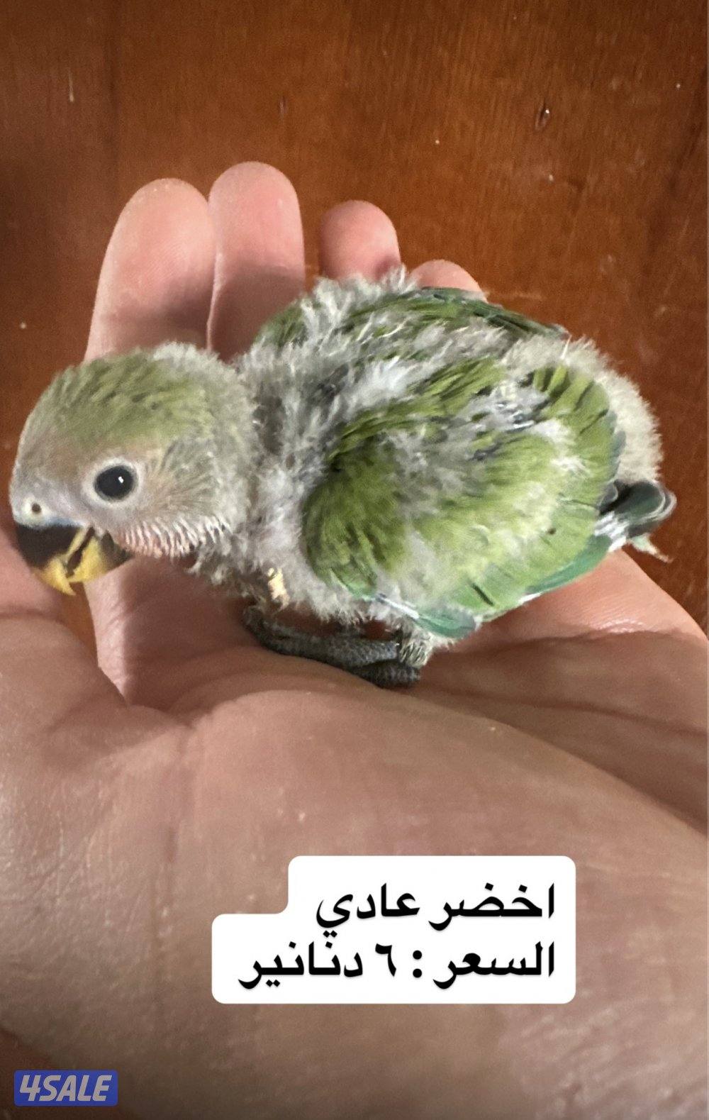 فروخ اللوف بيرد عس0